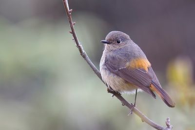 Blue-fronted Redstart - Himalayaroodstaart - Rougequeue à front bleu (f)