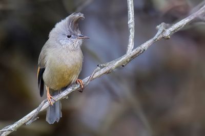 Stripe-throated Yuhina - Vlekkeelmeestimalia - Yuhina à gorge striée