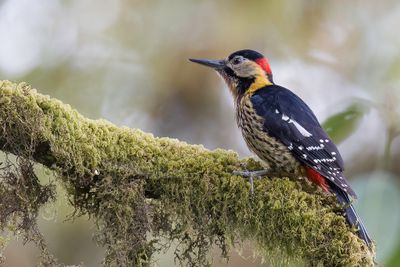 Darjeeling Woodpecker - Darjeelingspecht - Pic de Darjiling