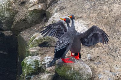 Red-legged Cormorant - Roodpootaalscholver - Cormoran de Gaimard