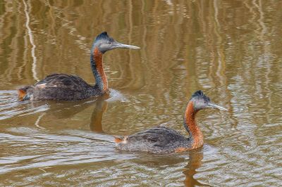 Great Grebe - Grote Fuut - Grand Grèbe