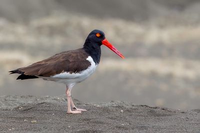 American Oystercatcher - Amerikaanse Bonte Scholekster - Hutrier d'Amrique