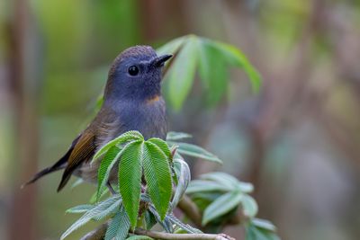 Rufous-gorgeted Flycatcher - Roestvlekvliegenvanger - Gobemouche à bavette orange
