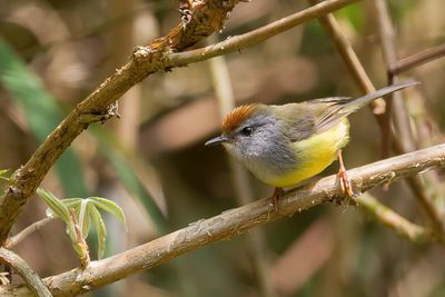 Broad-billed Warbler - Breedbekboszanger - Bouscarle de Hodgson