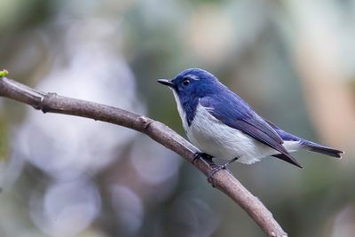Ultramarine Flycatcher - Witkeelvliegenvanger - Gobemouche ultramarin (m)