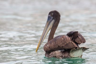 Peruvian Pelican - Chilipelikaan - Plican thage