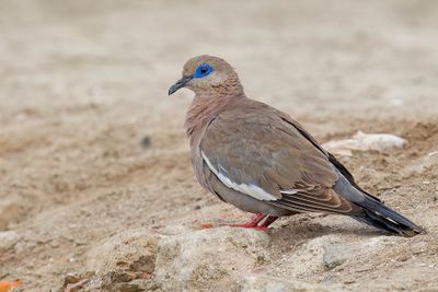 West Peruvian Dove - Peruduif - Tourterelle mlodieuse