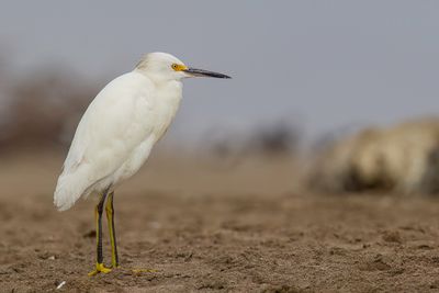 Snowy egret - Amerikaanse Kleine Zilverreiger - Aigrette neigeuse