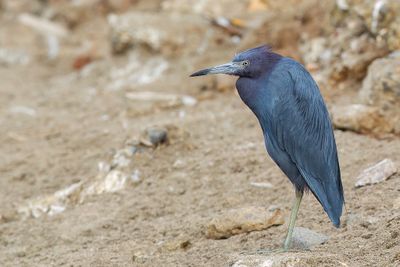 Little Blue Heron - Kleine Blauwe Reiger - Aigrette bleue