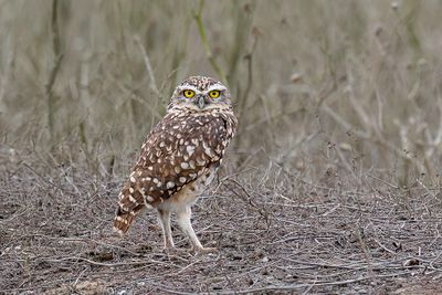 Burrowing Owl - Holenuil - Chevche des terriers