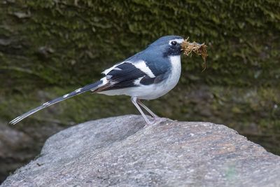 Slaty-backed Forktail - Grijsrugvorkstaart - Énicure ardoisé
