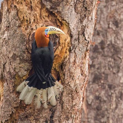 Rufous-necked Hornbill - Himalayajaarvogel - Calao  cou roux (m)