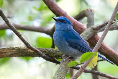 Pale Blue Flycatcher - Azuurniltava - Gobemouche bleuâtre