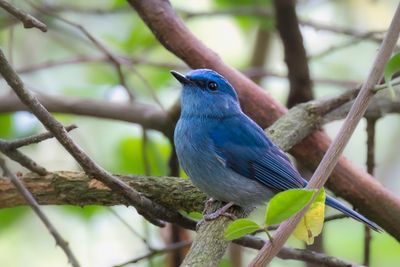 Pale Blue Flycatcher - Azuurniltava - Gobemouche bleutre