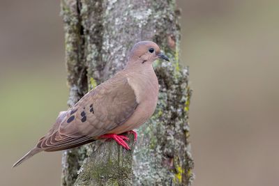 Eared Dove - Geoorde Treurduif - Tourterelle oreillarde