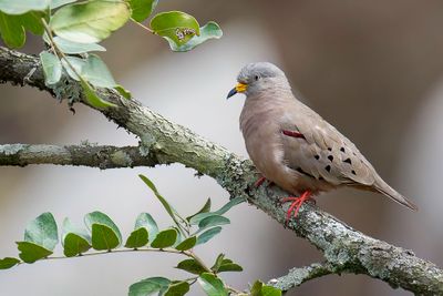 Croaking Ground Dove - Peruaanse Steenduif - Colombe  bec jaune