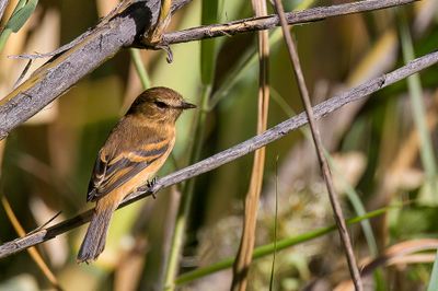 Rufescent Flycatcher - Rossige Roesttiran - Moucherolle rufescent