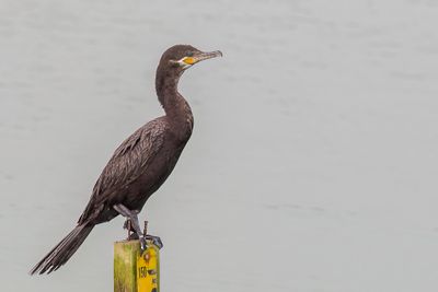 Neotropic Cormorant - Bigua Aalscholver - Cormoran vigua