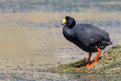 Giant Coot - Reuzenkoet - Foulque géante