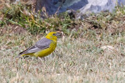 Bright-rumped Yellow Finch - Grijsrugsaffraangors - Bright-rumped Yellow Finch