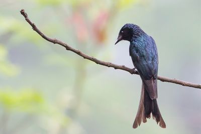 Bronzed Drongo - Bronsdrongo - Drongo bronzé