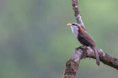 White-browed Scimitar Babbler - Witbrauwkruiplijster - Pomatorhin à tête ardoise