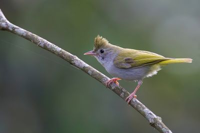 White-bellied Erpornis - Groene Meestimalia - Erpornis à ventre blanc