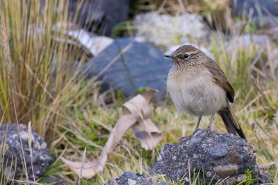 Streak-throated Canastero - Streepkeelcanastero - Synallaxe terrestre