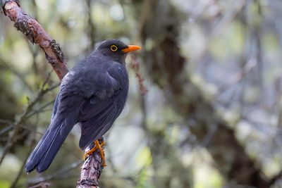 Great Thrush - Reuzenlijster - Merle gant