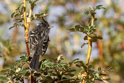 Black-crested Tit-Tyrant - Zwartkuifmeestiran - Taurillon  cimier noir