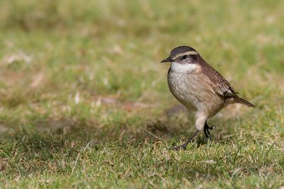 Cream-winged Cinclodes - Crmevleugelwipstaart - Cinclode  ailes crme