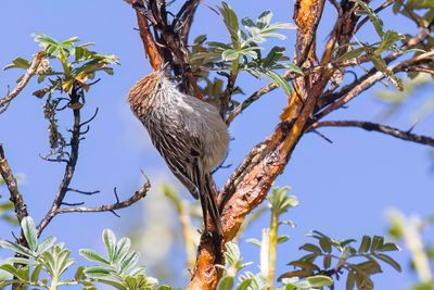 Rusty-crowned Tit-Spinetail - Roestkruinmeesstekelstaart - Synallaxe couronn