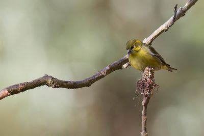 Tibetan Serin - Tibetaanse Kanarie - Tarin du Tibet
