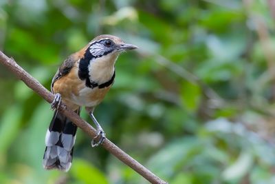 Greater Necklaced Laughingthrush - Borstbandlijstergaai - Garrulaxe à plastron