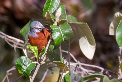 Giant Conebill - Reuzenspitssnavel - Conirostre gant