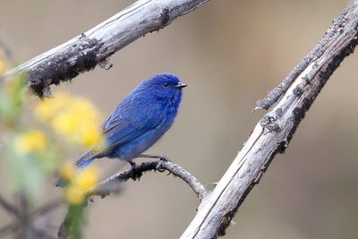 Streaked Dacnis - Gestreepte Pitpit - Xnodacnis de Peters