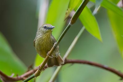 Pin-striped Tit-Babbler - Geelborsttimalia - Timalie à gorge striée