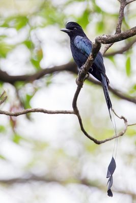 Greater Racket-tailed Drongo - Vlaggendrongo - Drongo à raquettes