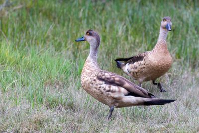 Crested Duck - Andeseend - Canard huppé