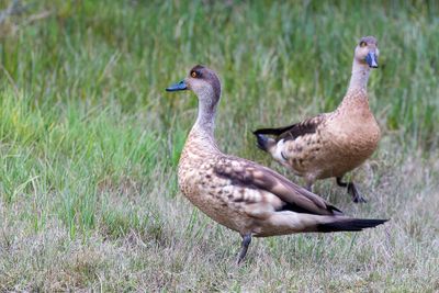 Crested Duck - Andeseend - Canard hupp