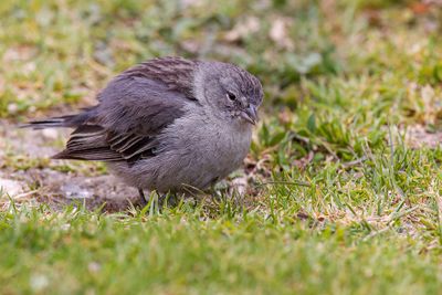 Ash-breasted Sierra Finch - Grijsborstsierragors - Phrygile plébéien
