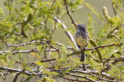 Yellow-billed Tit-Tyrant - Geelsnavelmeestiran - Taurillon à bec jaune