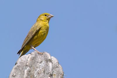 Greenish Yellow Finch - Groengele Saffraangors - Sicale olivâtre