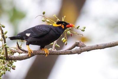 Hill Myna - Grote Beo - Mainate religieux