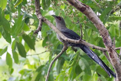 Green-billed Malkoha - Grote Groensnavelmalkoha - Malcoha sombre