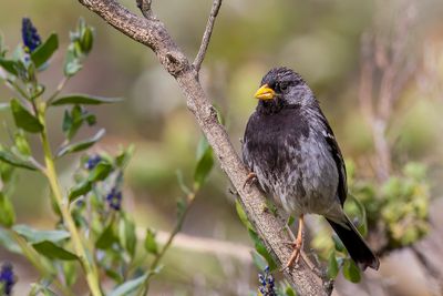 Mourning Sierra Finch - Rouwsierragors - Phrygile petit-deuil (m)