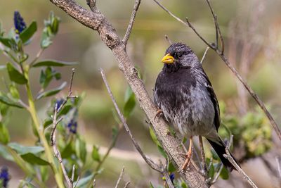 Mourning Sierra Finch - Rouwsierragors - Phrygile petit-deuil (m)