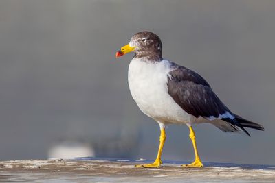 Belcher's Gull - Simeonsmeeuw - Goéland siméon (j)