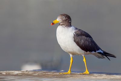 Belcher's Gull - Simeonsmeeuw - Goland simon (j)