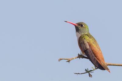 Amazilia Hummingbird - Lessons Amazilia - Ariane de Lesson